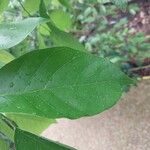 Lonchocarpus sericeus Blatt