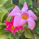 Mandevilla sanderi 花