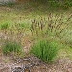 Molinia caerulea Habitatea