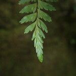 Asplenium formosum Leaf