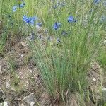 Linum austriacum Агульны выгляд