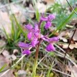 Anacamptis morioFlor