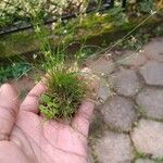 Isolepis cernua Yaprak