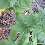 Aster incisus Leaf