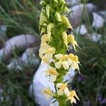 Pedicularis ascendens Flower