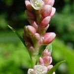 Persicaria maculosa फूल