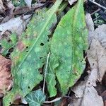 Pulmonaria helvetica Leaf