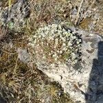 Arenaria aggregata Hábito