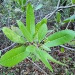 Heteromeles arbutifolia Liść