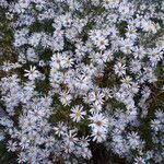 Tripolium pannonicum 花