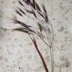 Bromus sterilis Plod