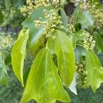 Acer buergerianum Leaf