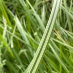 Carex riparia Feuille