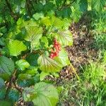 Viburnum orientale