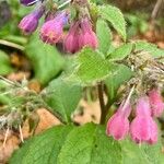 Symphytum officinale Flower