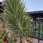 Yucca aloifoliaHoja