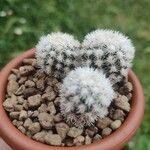 Mammillaria vetula Mart.পাতা