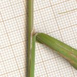 Agrostis gigantea Leaf