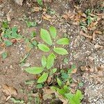 Castanea dentata Leaf