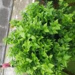 Nyctanthes arbor-tristis Frunză