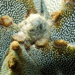 Astrophytum myriostigma Kwiat