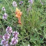 Orobanche alba Fula