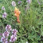 Orobanche alba Цветок