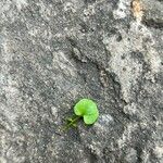 Dichondra carolinensis পাতা