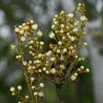 Molinaea alternifolia Blodyn
