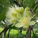Caryocar brasiliense Fleur