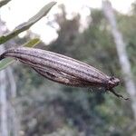 Jumellea arborescens Fruit