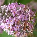 Buddleja officinalis Flor