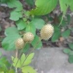 Anemone virginiana Fruit