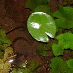 Nymphaea conardii Habitus