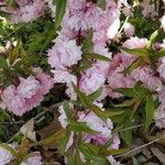 Prunus glandulosa 花