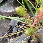 Petrosedum montanum Blatt