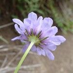 Scabiosa canescens Blüte