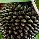 Pandanus utilis Fruit