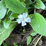 Vinca difformis 花