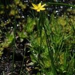 Sisyrinchium elmeri Habit