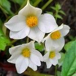 Begonia rubricaulis Květ