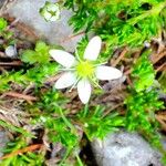 Moehringia ciliata Flower