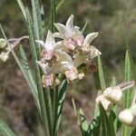 Gomphocarpus fruticosus Fleur