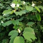 Bauhinia acuminata Feuille