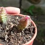 Crassula capitella Blad