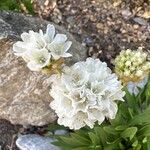 Armeria malacitana Flower