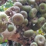 Ficus auriculata Fruit