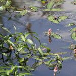 Persicaria amphibia Fleur