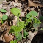 Mitella diphylla Hábitos