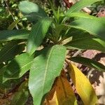 Arbutus canariensis Leaf